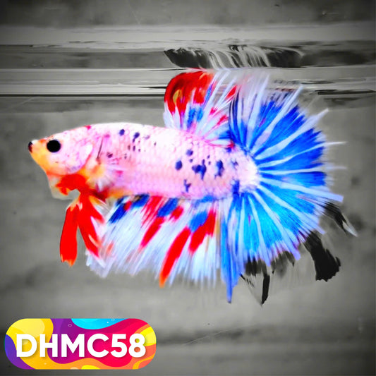 Multicolor Halfmoon Male Betta Fish | Order Directly From Farm | You Pick Fish