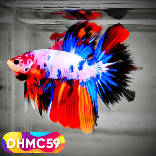 Multicolor Halfmoon Male Betta Fish | Order Directly From Farm | You Pick Fish