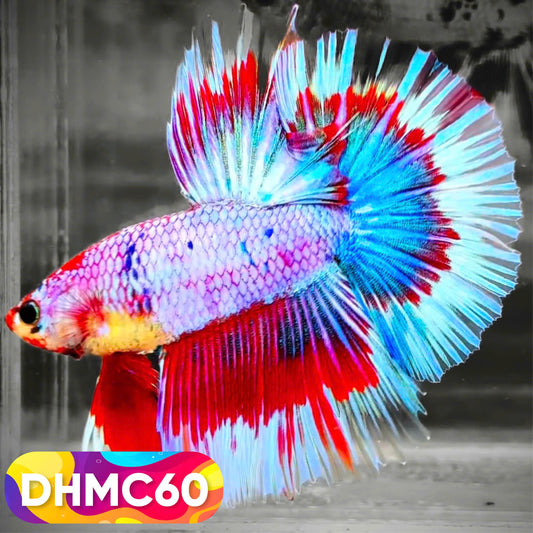 Multicolor Halfmoon Male Betta Fish | Order Directly From Farm | You Pick Fish