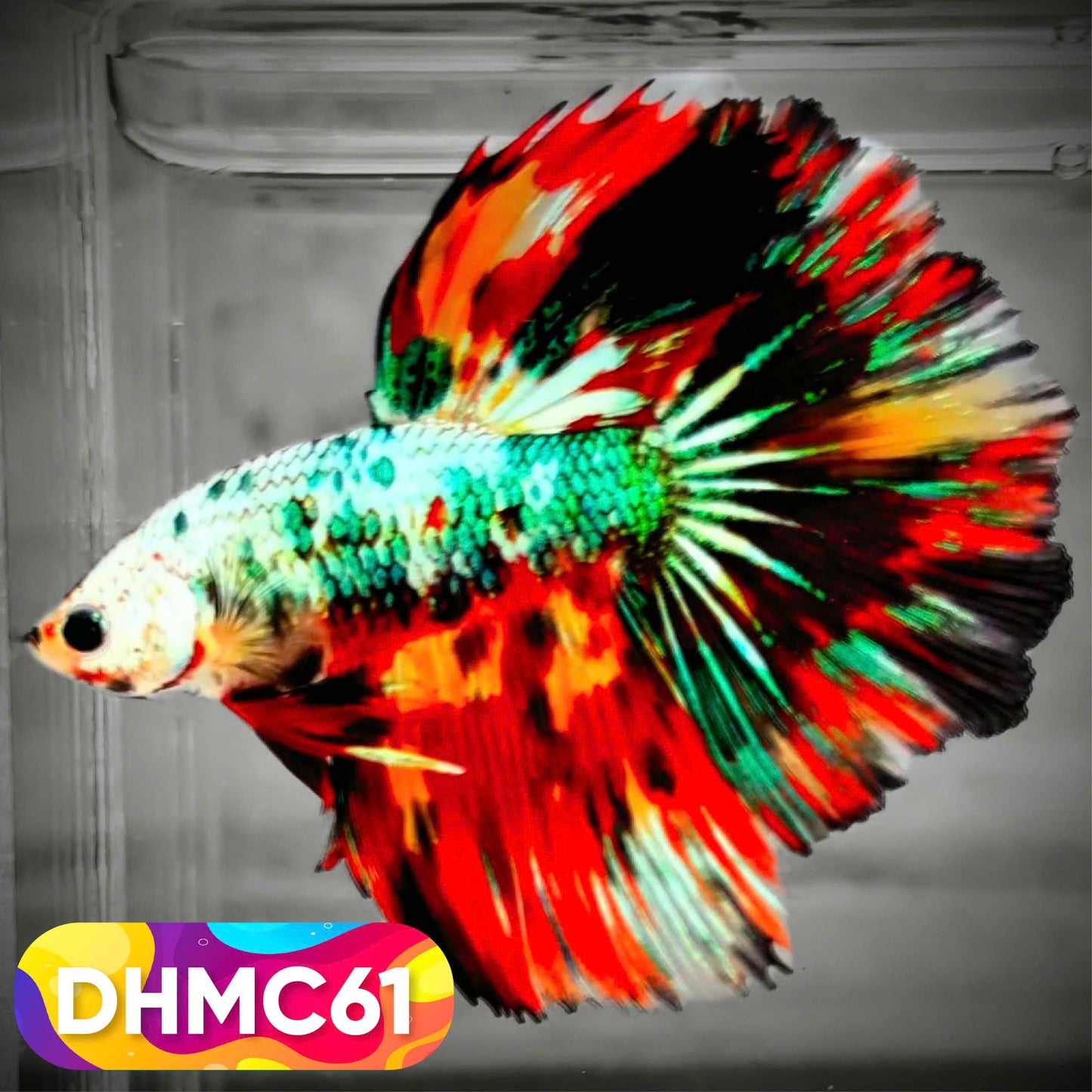 Multicolor Halfmoon Male Betta Fish | Order Directly From Farm | You Pick Fish