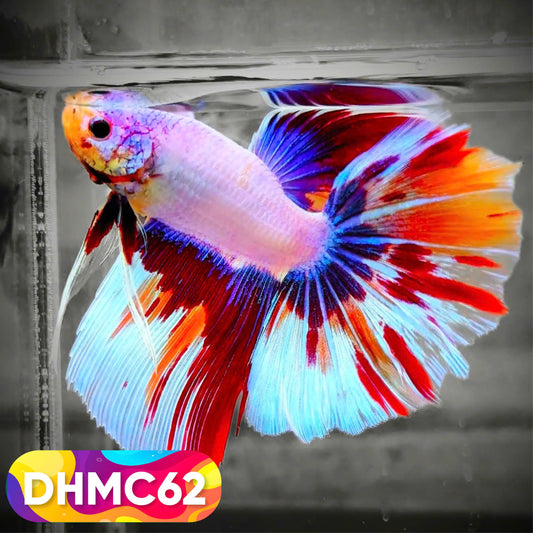 Multicolor Halfmoon Male Betta Fish | Order Directly From Farm | You Pick Fish