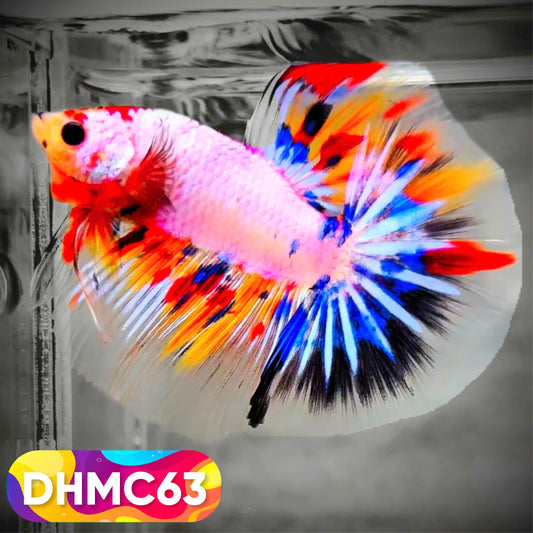 Multicolor Halfmoon Male Betta Fish | Order Directly From Farm | You Pick Fish