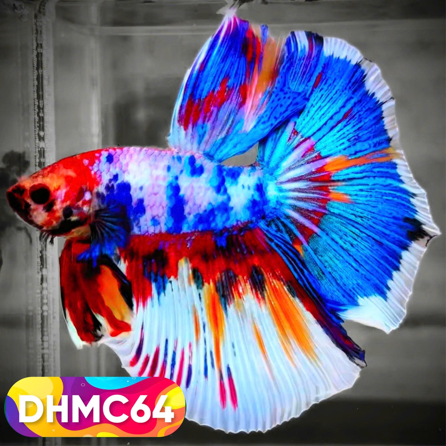 Multicolor Halfmoon Male Betta Fish | Order Directly From Farm | You Pick Fish