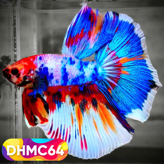 Multicolor Halfmoon Male Betta Fish | Order Directly From Farm | You Pick Fish