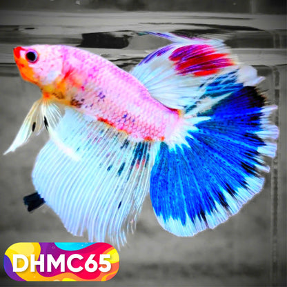 Multicolor Halfmoon Male Betta Fish | Order Directly From Farm | You Pick Fish