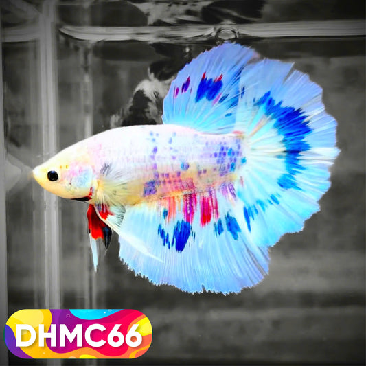 Multicolor Halfmoon Male Betta Fish | Order Directly From Farm | You Pick Fish