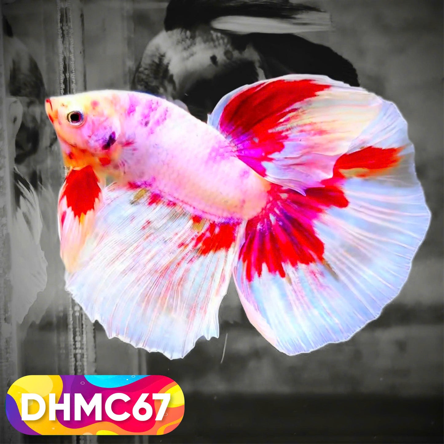 Multicolor Halfmoon Male Betta Fish | Order Directly From Farm | You Pick Fish