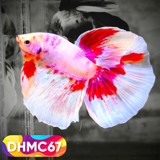 Multicolor Halfmoon Male Betta Fish | Order Directly From Farm | You Pick Fish