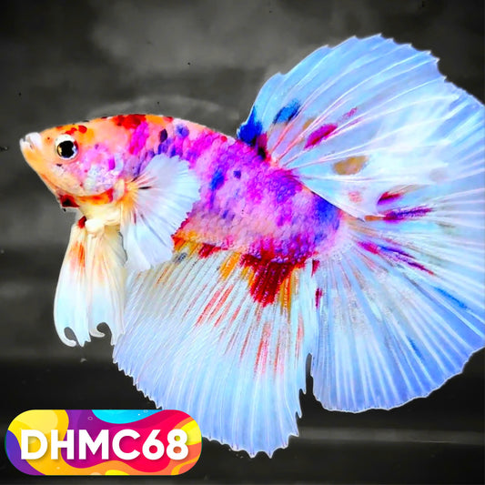 Multicolor Halfmoon Male Betta Fish | Order Directly From Farm | You Pick Fish