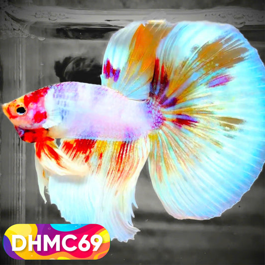 Multicolor Halfmoon Male Betta Fish | Order Directly From Farm | You Pick Fish