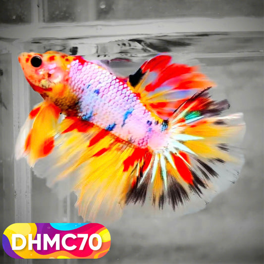 Multicolor Halfmoon Male Betta Fish | Order Directly From Farm | You Pick Fish