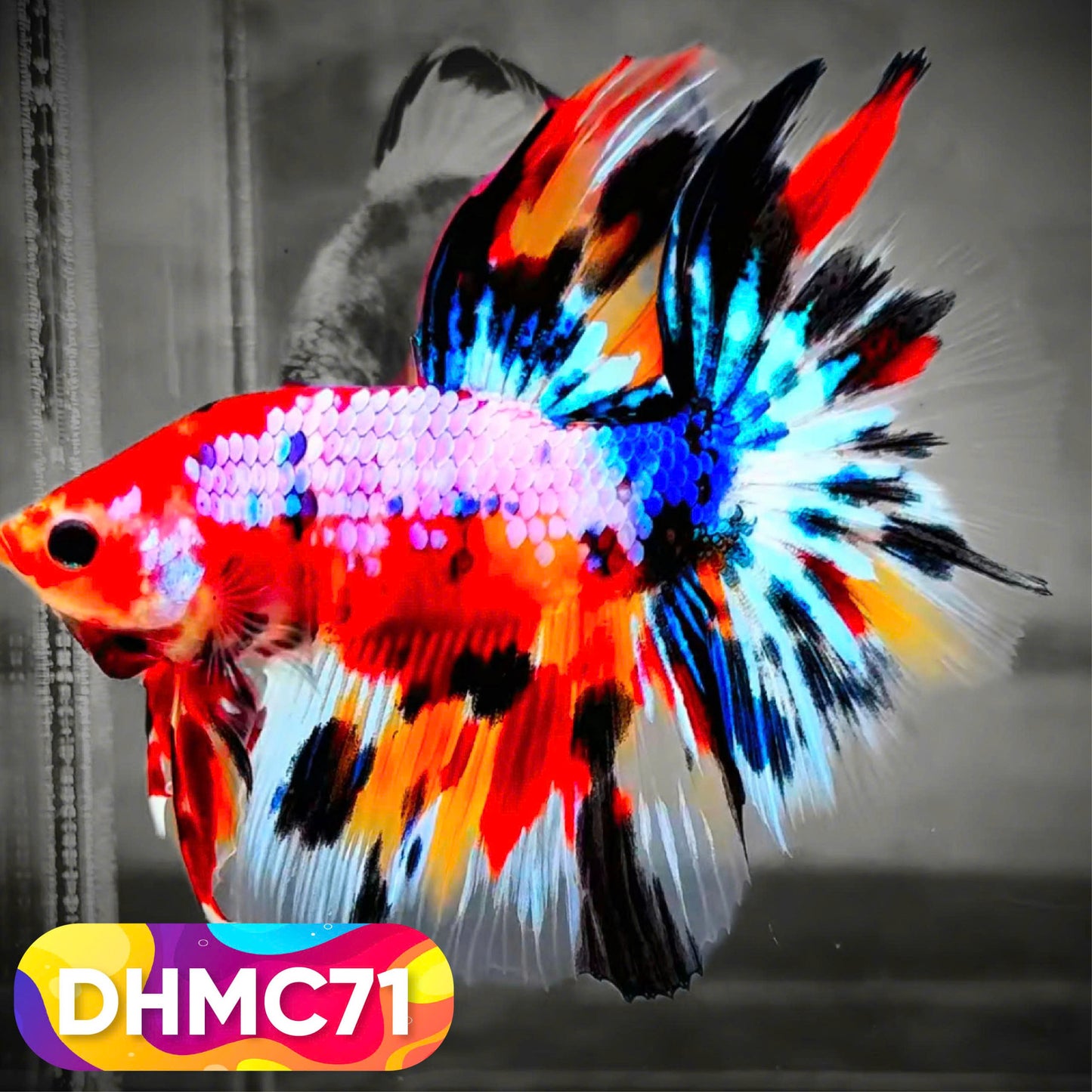 Multicolor Halfmoon Male Betta Fish | Order Directly From Farm | You Pick Fish