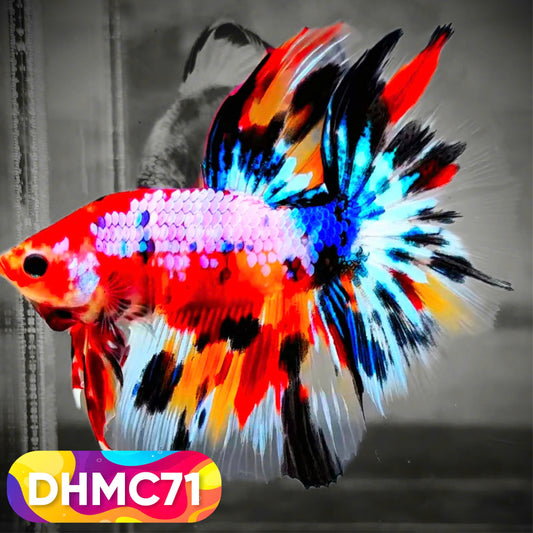 Multicolor Halfmoon Male Betta Fish | Order Directly From Farm | You Pick Fish