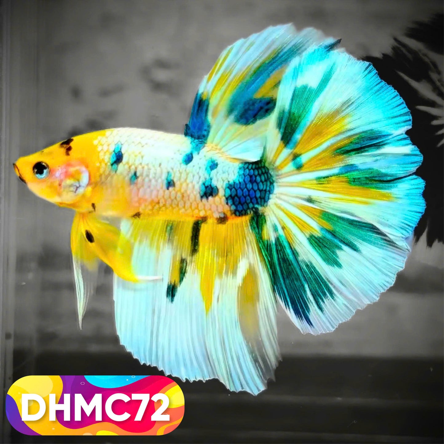 Multicolor Halfmoon Male Betta Fish | Order Directly From Farm | You Pick Fish