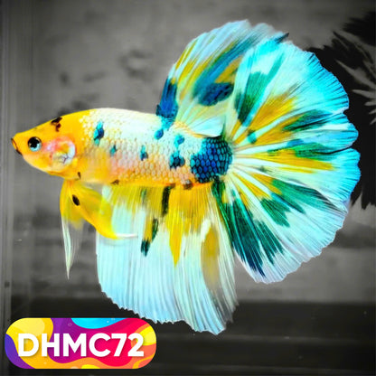Multicolor Halfmoon Male Betta Fish | Order Directly From Farm | You Pick Fish