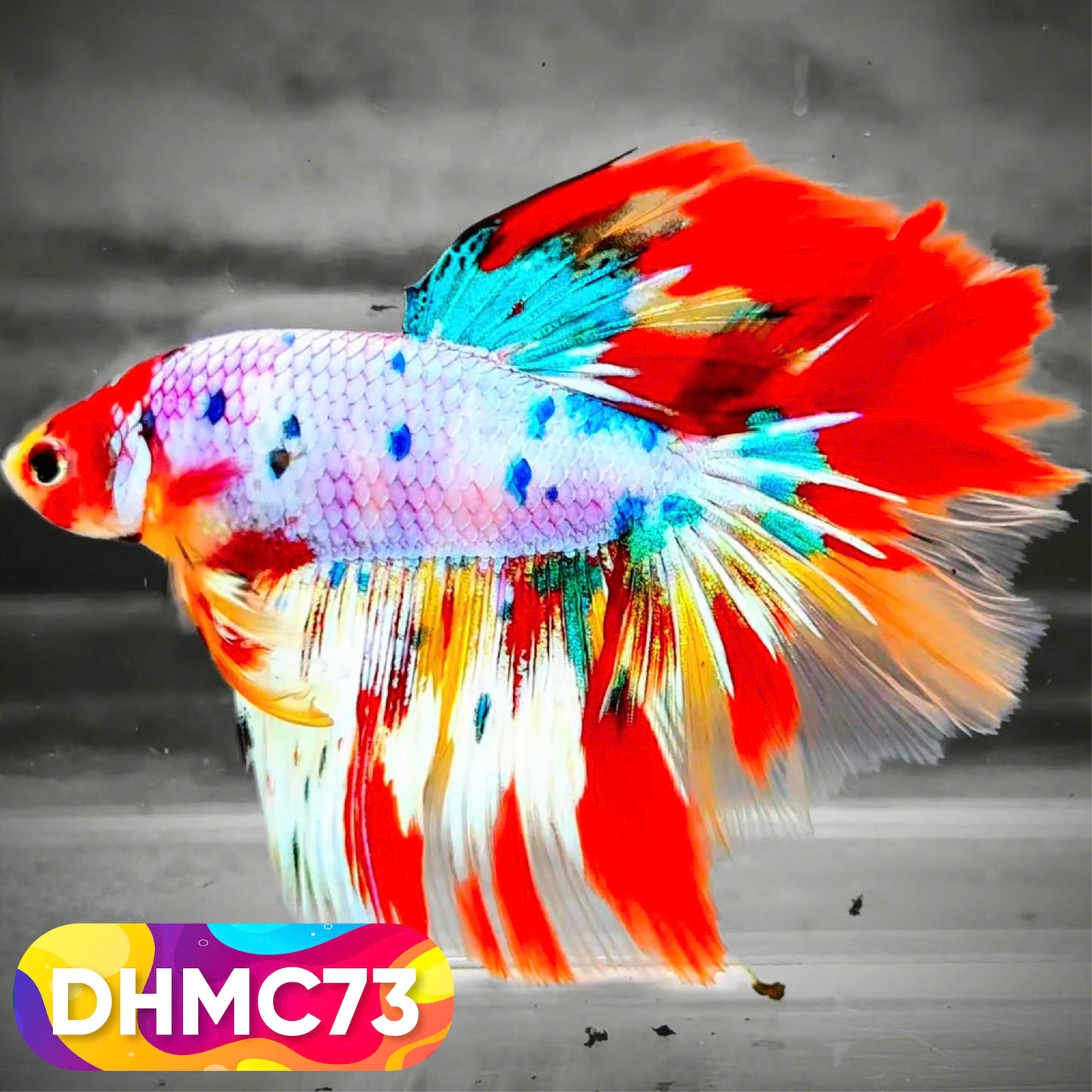 Multicolor Halfmoon Male Betta Fish | Order Directly From Farm | You Pick Fish