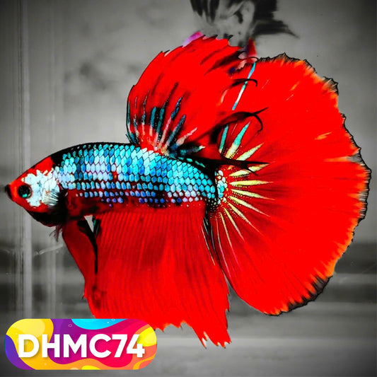 Multicolor Halfmoon Male Betta Fish | Order Directly From Farm | You Pick Fish