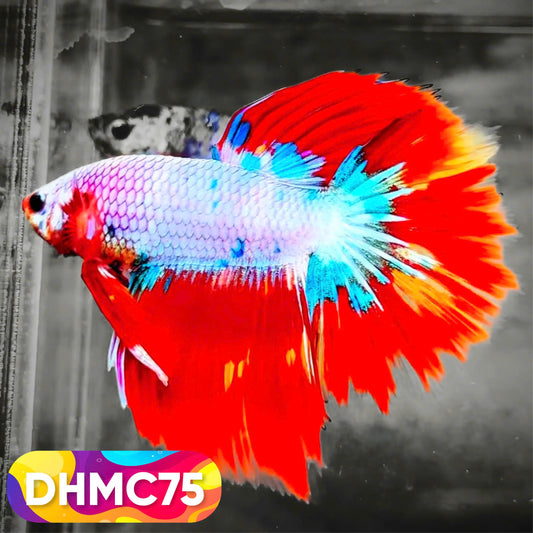 Multicolor Halfmoon Male Betta Fish | Order Directly From Farm | You Pick Fish