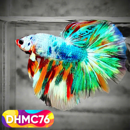 Multicolor Halfmoon Male Betta Fish | Order Directly From Farm | You Pick Fish