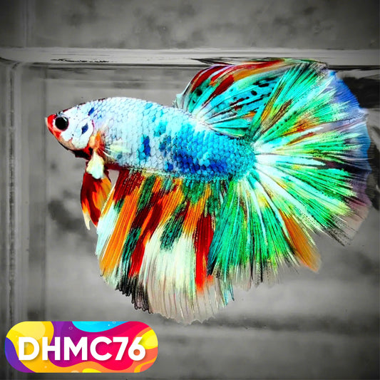 Multicolor Halfmoon Male Betta Fish | Order Directly From Farm | You Pick Fish