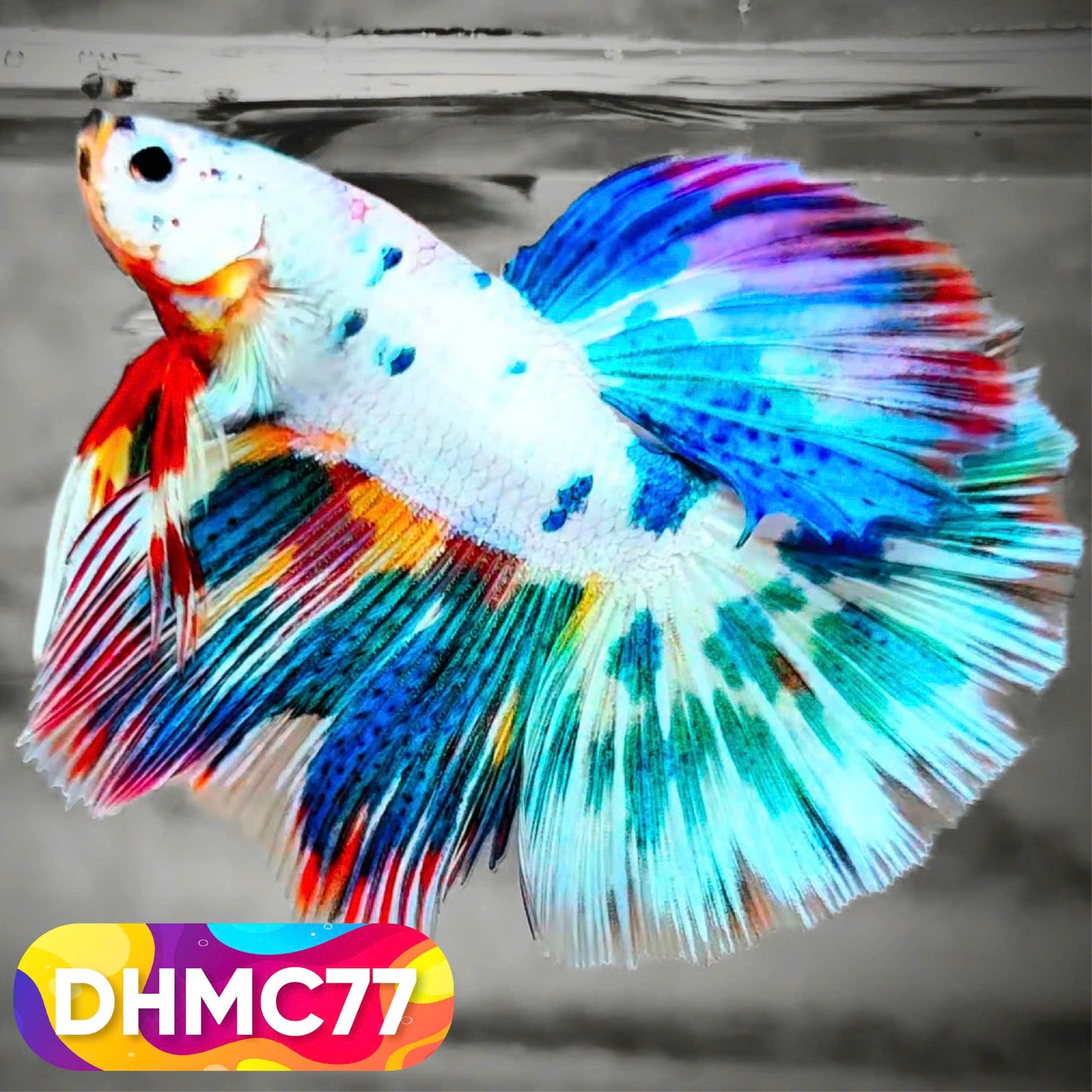 Multicolor Halfmoon Male Betta Fish | Order Directly From Farm | You Pick Fish