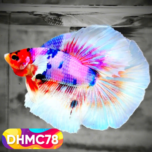 Multicolor Halfmoon Male Betta Fish | Order Directly From Farm | You Pick Fish