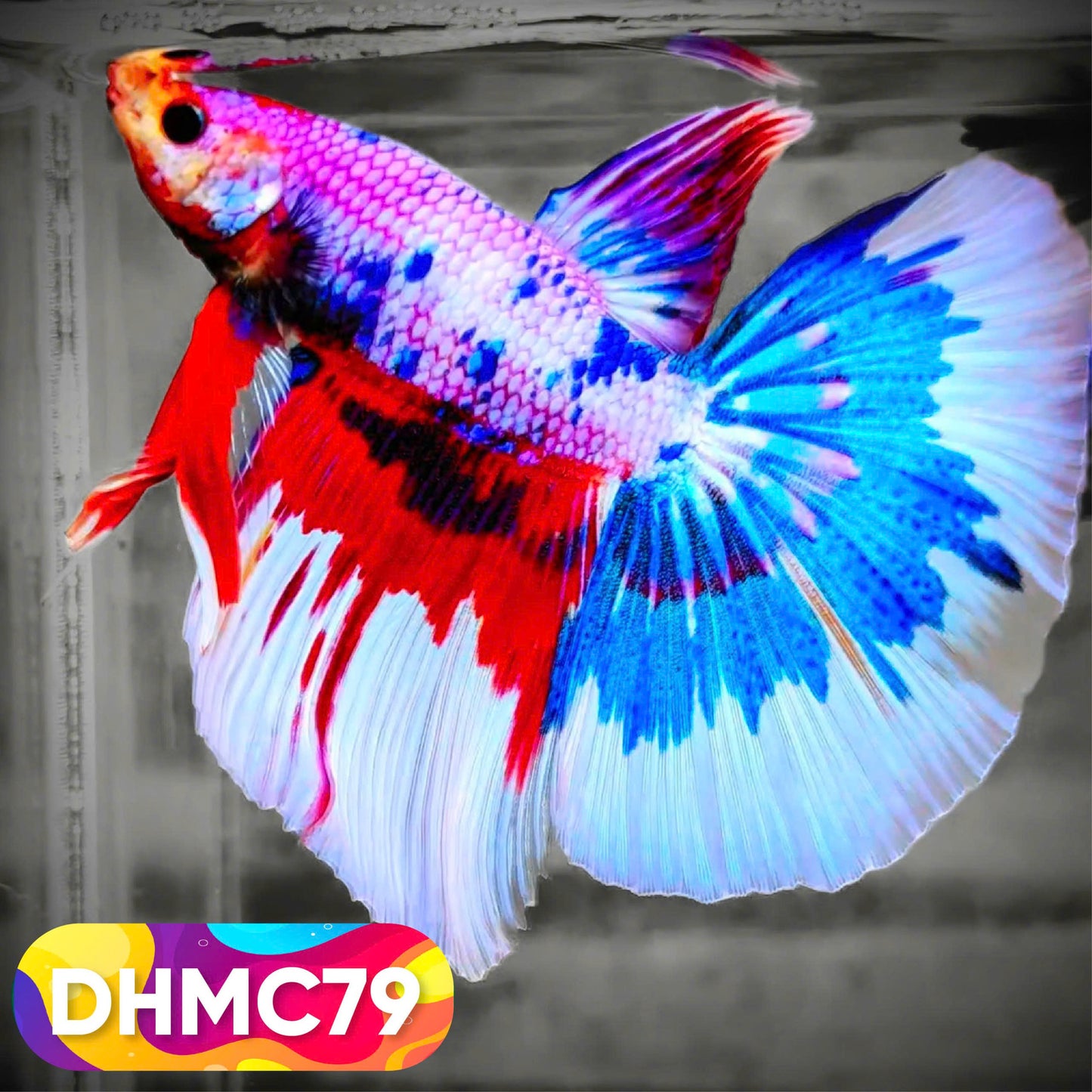 Multicolor Halfmoon Male Betta Fish | Order Directly From Farm | You Pick Fish