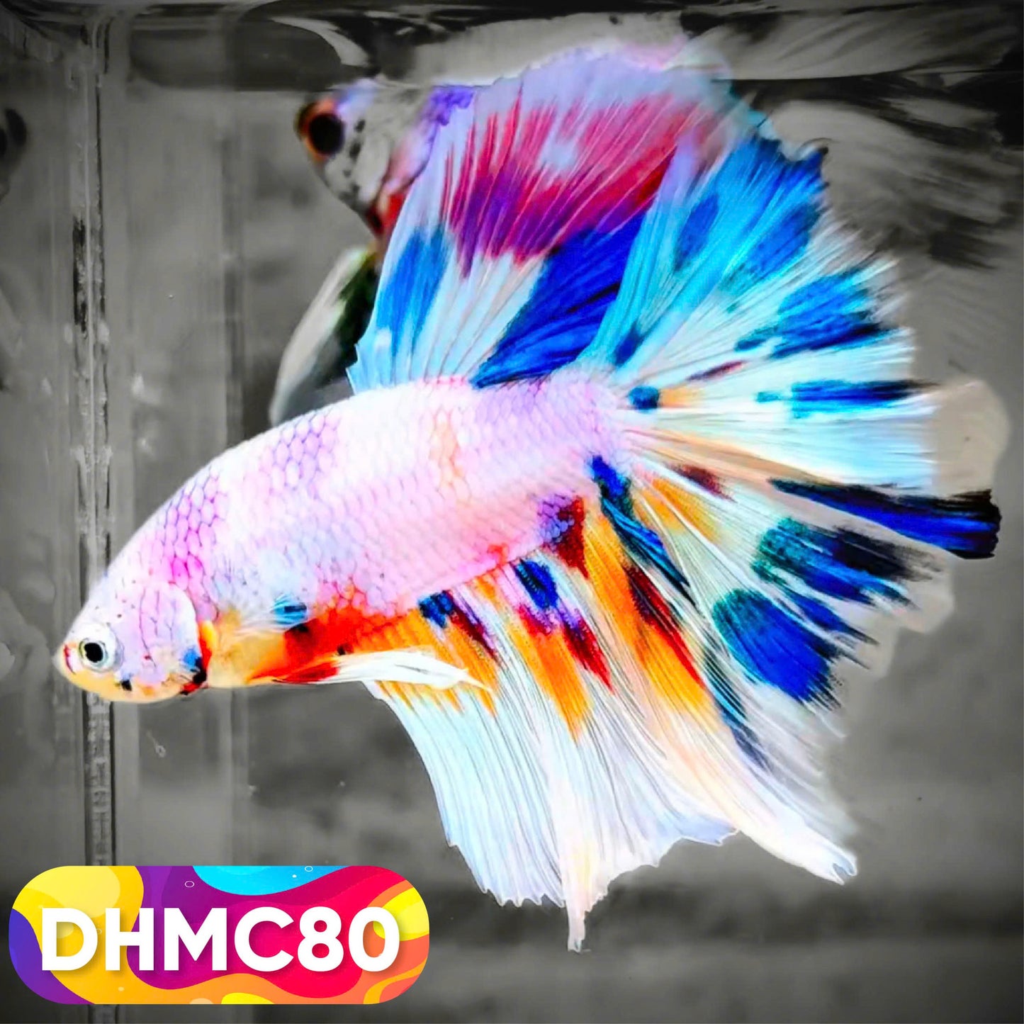 Multicolor Halfmoon Male Betta Fish | Order Directly From Farm | You Pick Fish