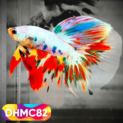 Multicolor Halfmoon Male Betta Fish | Order Directly From Farm | You Pick Fish