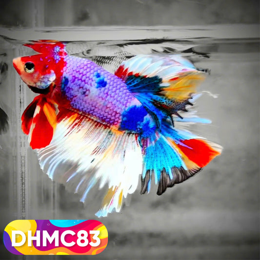 Multicolor Halfmoon Male Betta Fish | Order Directly From Farm | You Pick Fish