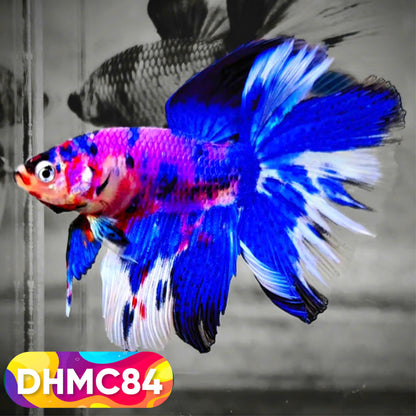 Multicolor Halfmoon Male Betta Fish | Order Directly From Farm | You Pick Fish