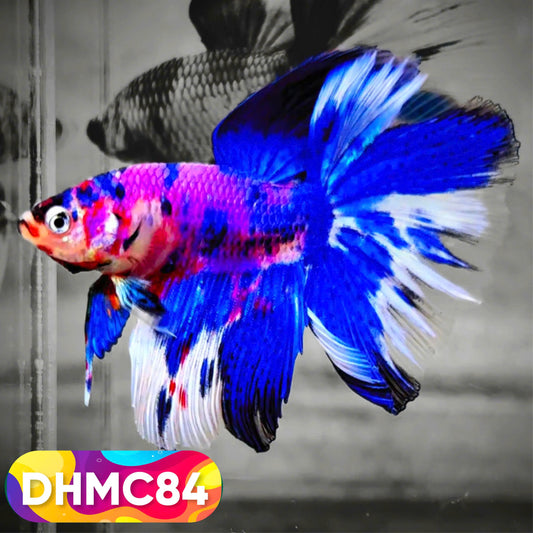 Multicolor Halfmoon Male Betta Fish | Order Directly From Farm | You Pick Fish