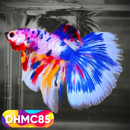 Multicolor Halfmoon Male Betta Fish | Order Directly From Farm | You Pick Fish