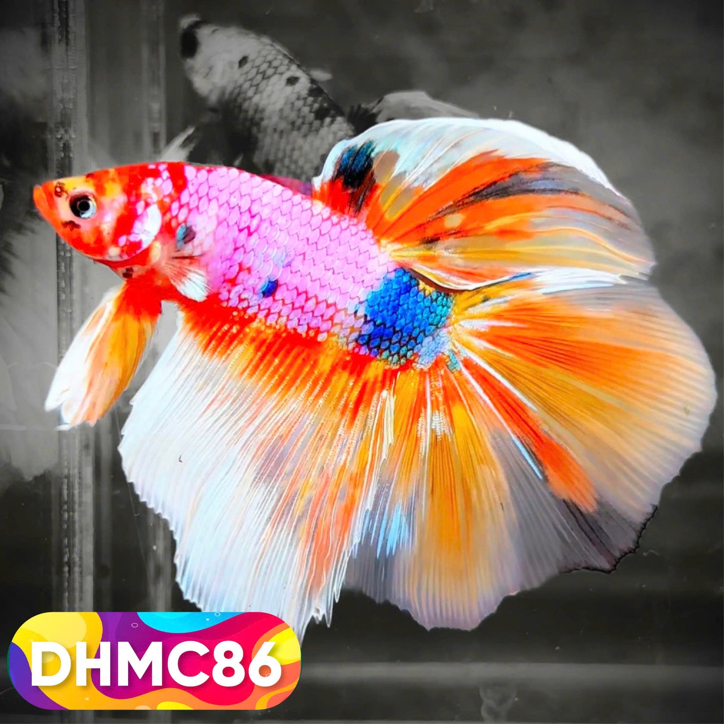 Multicolor Halfmoon Male Betta Fish | Order Directly From Farm | You Pick Fish