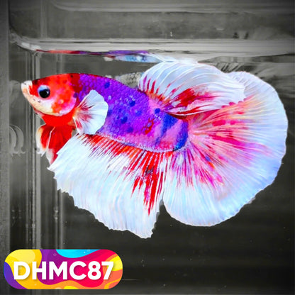 Multicolor Halfmoon Male Betta Fish | Order Directly From Farm | You Pick Fish