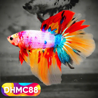 Multicolor Halfmoon Male Betta Fish | Order Directly From Farm | You Pick Fish