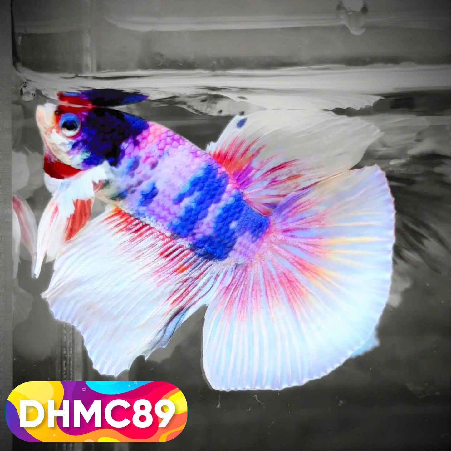 Multicolor Halfmoon Male Betta Fish | Order Directly From Farm | You Pick Fish