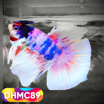 Multicolor Halfmoon Male Betta Fish | Order Directly From Farm | You Pick Fish