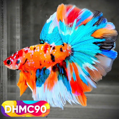 Multicolor Halfmoon Male Betta Fish | Order Directly From Farm | You Pick Fish