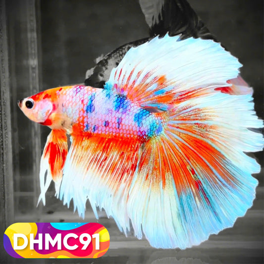 Multicolor Halfmoon Male Betta Fish | Order Directly From Farm | You Pick Fish