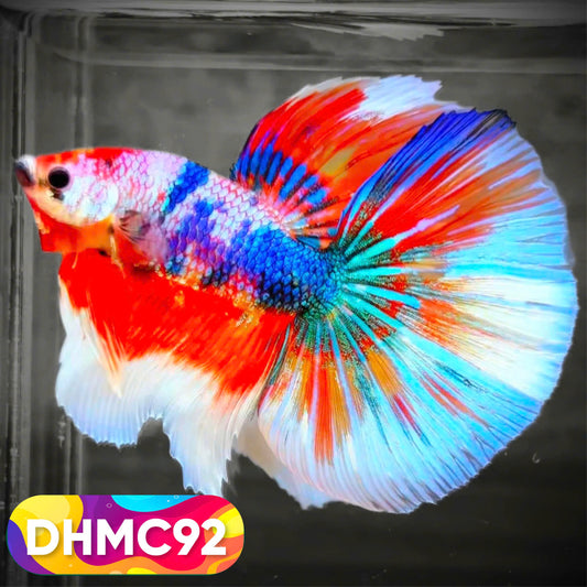 Multicolor Halfmoon Male Betta Fish | Order Directly From Farm | You Pick Fish