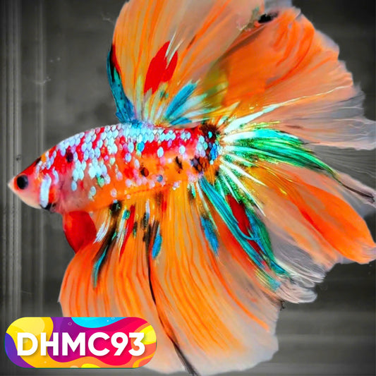 Multicolor Halfmoon Male Betta Fish | Order Directly From Farm | You Pick Fish