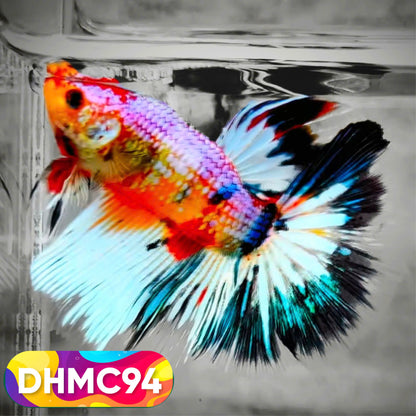 Multicolor Halfmoon Male Betta Fish | Order Directly From Farm | You Pick Fish