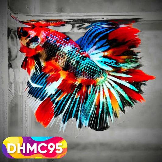 Multicolor Halfmoon Male Betta Fish | Order Directly From Farm | You Pick Fish