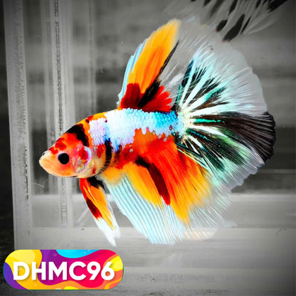 Multicolor Halfmoon Male Betta Fish | Order Directly From Farm | You Pick Fish