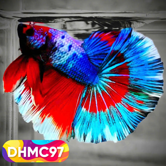 Multicolor Halfmoon Male Betta Fish | Order Directly From Farm | You Pick Fish