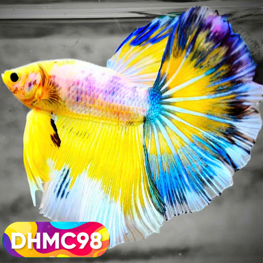Multicolor Halfmoon Male Betta Fish | Order Directly From Farm | You Pick Fish