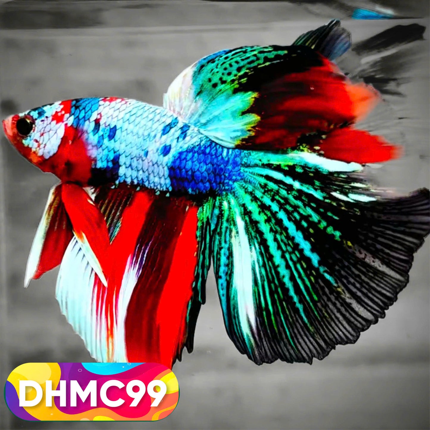 Multicolor Halfmoon Male Betta Fish | Order Directly From Farm | You Pick Fish