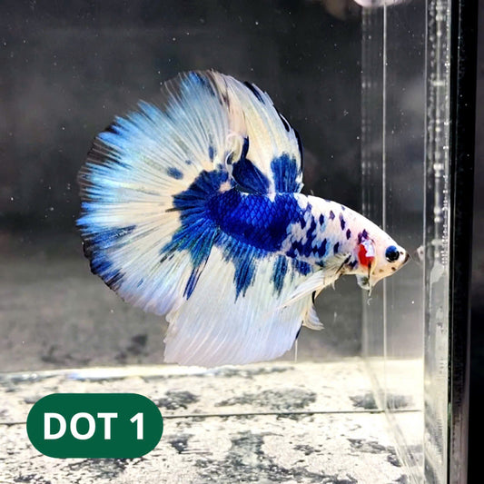 Blue Marble Dot Halfmoon Male Betta Fish | Order Directly From Farm | You Pick Fish