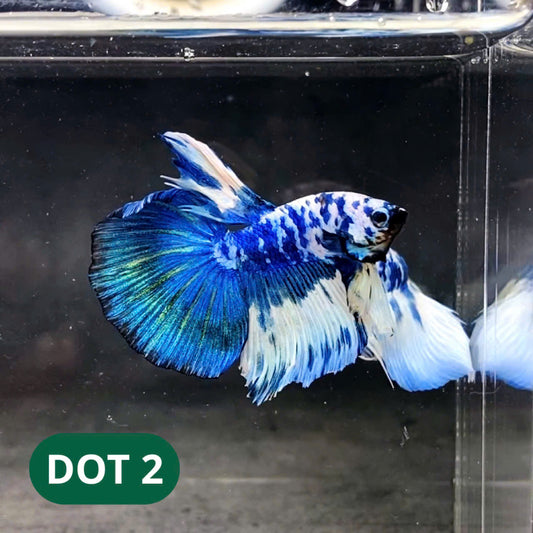 Blue Marble Dot Halfmoon Male Betta Fish | Order Directly From Farm | You Pick Fish
